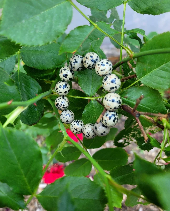 Best bangle bracelets with turquoise and silver for a Southwestern-inspired aesthetic-Dalmatian Jasper Bracelet